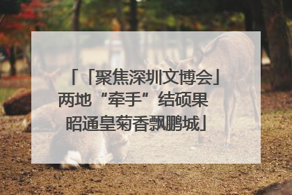 「聚焦深圳文博会」两地“牵手”结硕果 昭通皇菊香飘鹏城