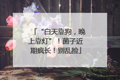 “白天靠狗，晚上靠灯”！菌子近期疯长！别乱捡