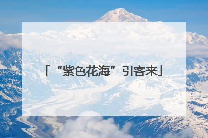 “紫色花海”引客来