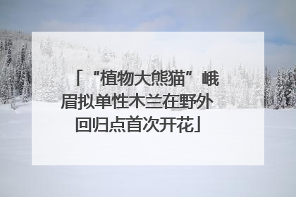 “植物大熊猫”峨眉拟单性木兰在野外回归点首次开花
