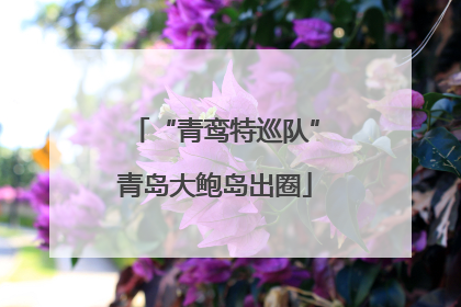 “青鸾特巡队”青岛大鲍岛出圈