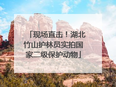 现场直击！湖北竹山护林员实拍国家二级保护动物