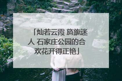 灿若云霞 旖旎迷人 石家庄公园的合欢花开得正艳