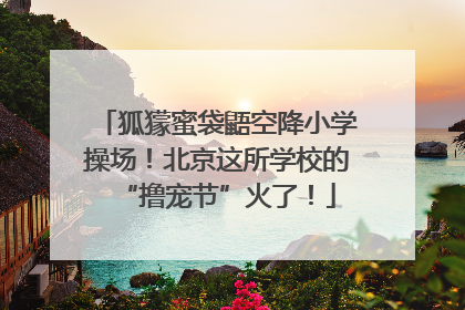 狐獴蜜袋鼯空降小学操场！北京这所学校的“撸宠节”火了！