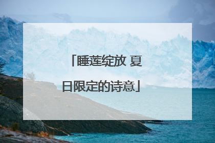 睡莲绽放 夏日限定的诗意