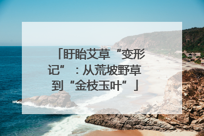 盱眙艾草“变形记”：从荒坡野草到“金枝玉叶”