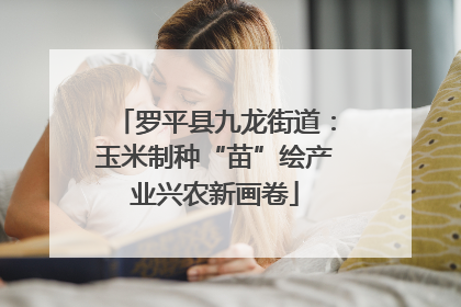 罗平县九龙街道：玉米制种“苗”绘产业兴农新画卷