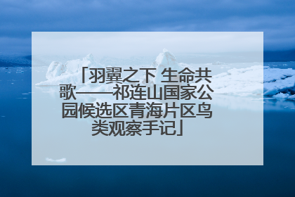 羽翼之下 生命共歌——祁连山国家公园候选区青海片区鸟类观察手记