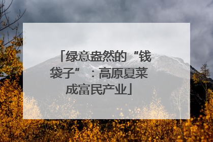 绿意盎然的“钱袋子”：高原夏菜成富民产业