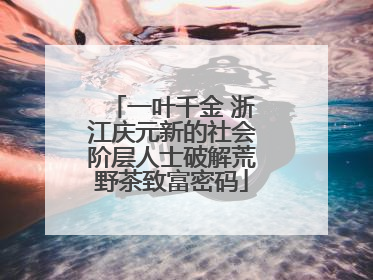 一叶千金 浙江庆元新的社会阶层人士破解荒野茶致富密码