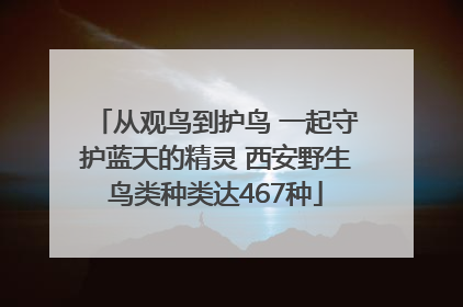 从观鸟到护鸟 一起守护蓝天的精灵 西安野生鸟类种类达467种