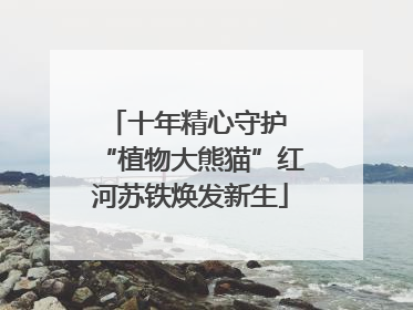 十年精心守护 “植物大熊猫”红河苏铁焕发新生