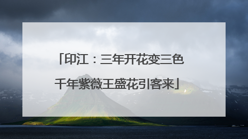 印江：三年开花变三色 千年紫薇王盛花引客来