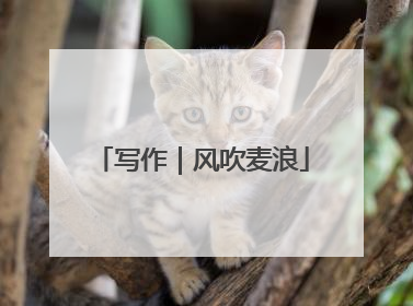 写作｜风吹麦浪
