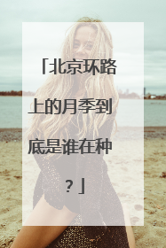 北京环路上的月季到底是谁在种？