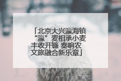 北京大兴瀛海镇“瀛”麦相承小麦丰收开镰 奏响农文旅融合新乐章