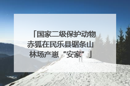 国家二级保护动物赤狐在民乐县锯条山林场产崽“安家”