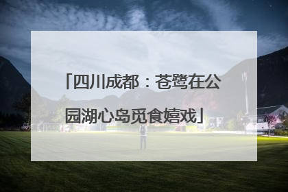 四川成都：苍鹭在公园湖心岛觅食嬉戏
