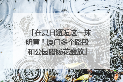 在夏日邂逅这一抹明黄！厦门多个路段和公园腊肠花盛放