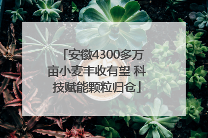 安徽4300多万亩小麦丰收有望 科技赋能颗粒归仓