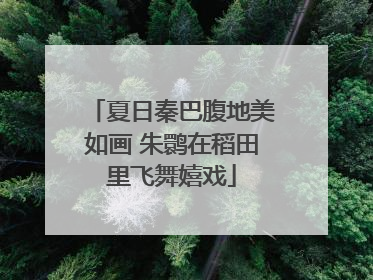 夏日秦巴腹地美如画 朱鹮在稻田里飞舞嬉戏