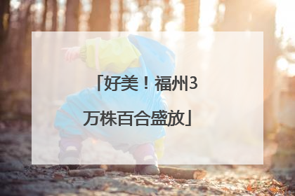 好美！福州3万株百合盛放