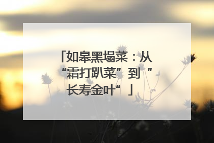如皋黑塌菜：从“霜打趴菜”到“长寿金叶”