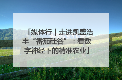 媒体行｜走进凯盛浩丰“番茄硅谷”：看数字神经下的精准农业