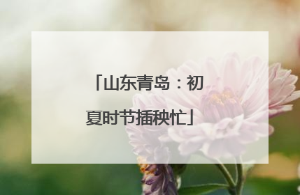 山东青岛：初夏时节插秧忙