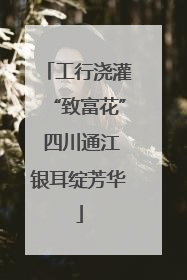 工行浇灌“致富花” 四川通江银耳绽芳华