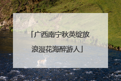 广西南宁秋英绽放 浪漫花海醉游人