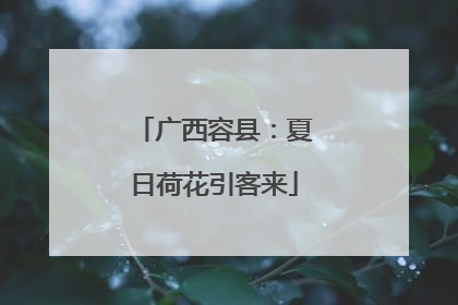 广西容县：夏日荷花引客来