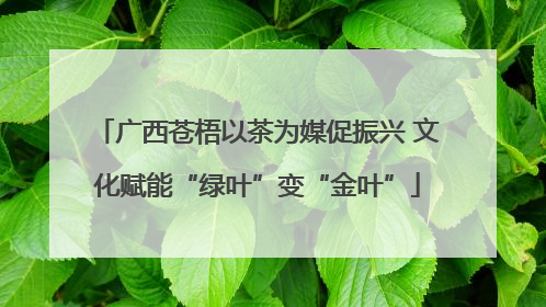 广西苍梧以茶为媒促振兴 文化赋能“绿叶”变“金叶”