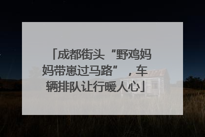 成都街头“野鸡妈妈带崽过马路”，车辆排队让行暖人心