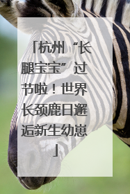 杭州“长腿宝宝”过节啦！世界长颈鹿日邂逅新生幼崽