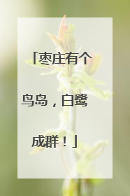 枣庄有个鸟岛，白鹭成群！