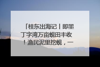 桂东出海记丨即墨丁字湾万亩蚬田丰收！渔民泥里挖蚬，一天上岸过千斤