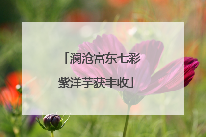 澜沧富东七彩紫洋芋获丰收