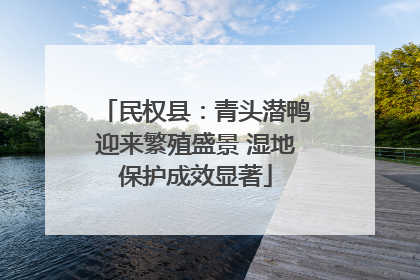 民权县：青头潜鸭迎来繁殖盛景 湿地保护成效显著