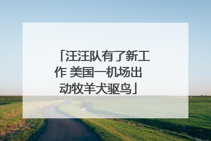 汪汪队有了新工作 美国一机场出动牧羊犬驱鸟