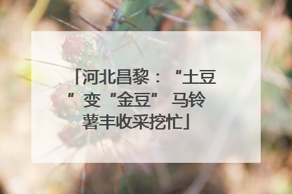 河北昌黎：“土豆”变“金豆” 马铃薯丰收采挖忙