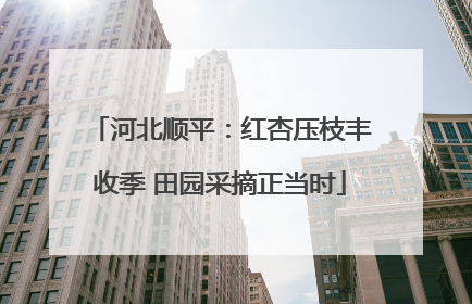 河北顺平：红杏压枝丰收季 田园采摘正当时