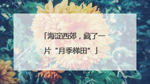 海淀西郊，藏了一片“月季梯田”