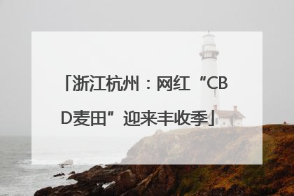 浙江杭州：网红“CBD麦田”迎来丰收季