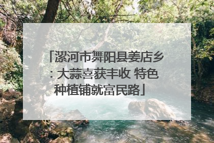 漯河市舞阳县姜店乡：大蒜喜获丰收 特色种植铺就富民路