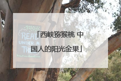 西峡猕猴桃 中国人的阳光金果