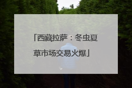 西藏拉萨：冬虫夏草市场交易火爆