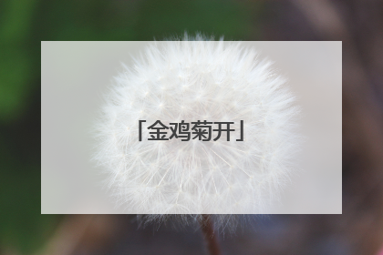 金鸡菊开