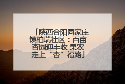 陕西合阳同家庄镇柏瑞社区：百亩杏园迎丰收 果农走上“杏”福路