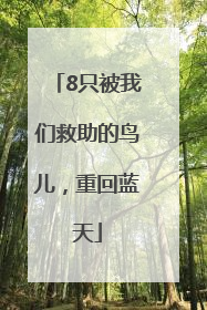 8只被我们救助的鸟儿，重回蓝天